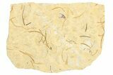 Fossil True Weevil (Curculionidae) Beetle - France #254568-1